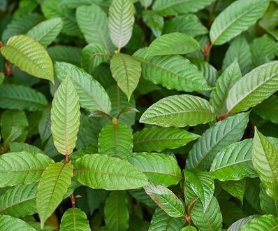 Kratom a spánek: Co byste měli vědět